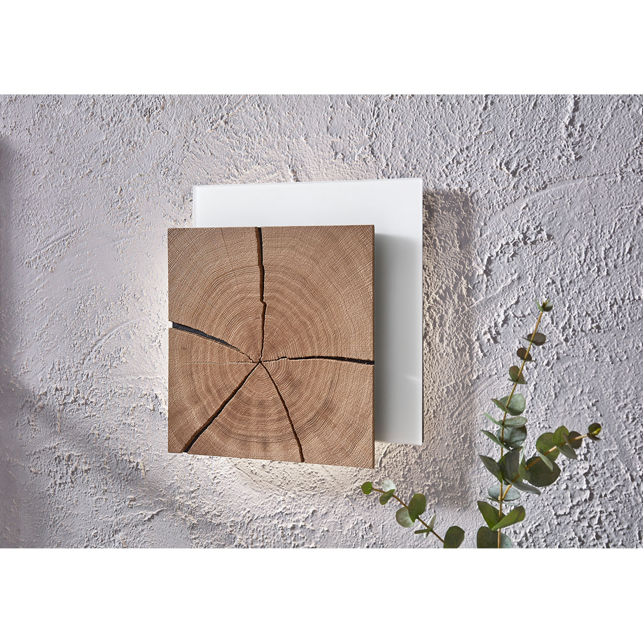 Moderne, quadratische Wandleuchte mit Hirnholzscheibe in heller Kerneiche auf Mattglas weißer Platte. 