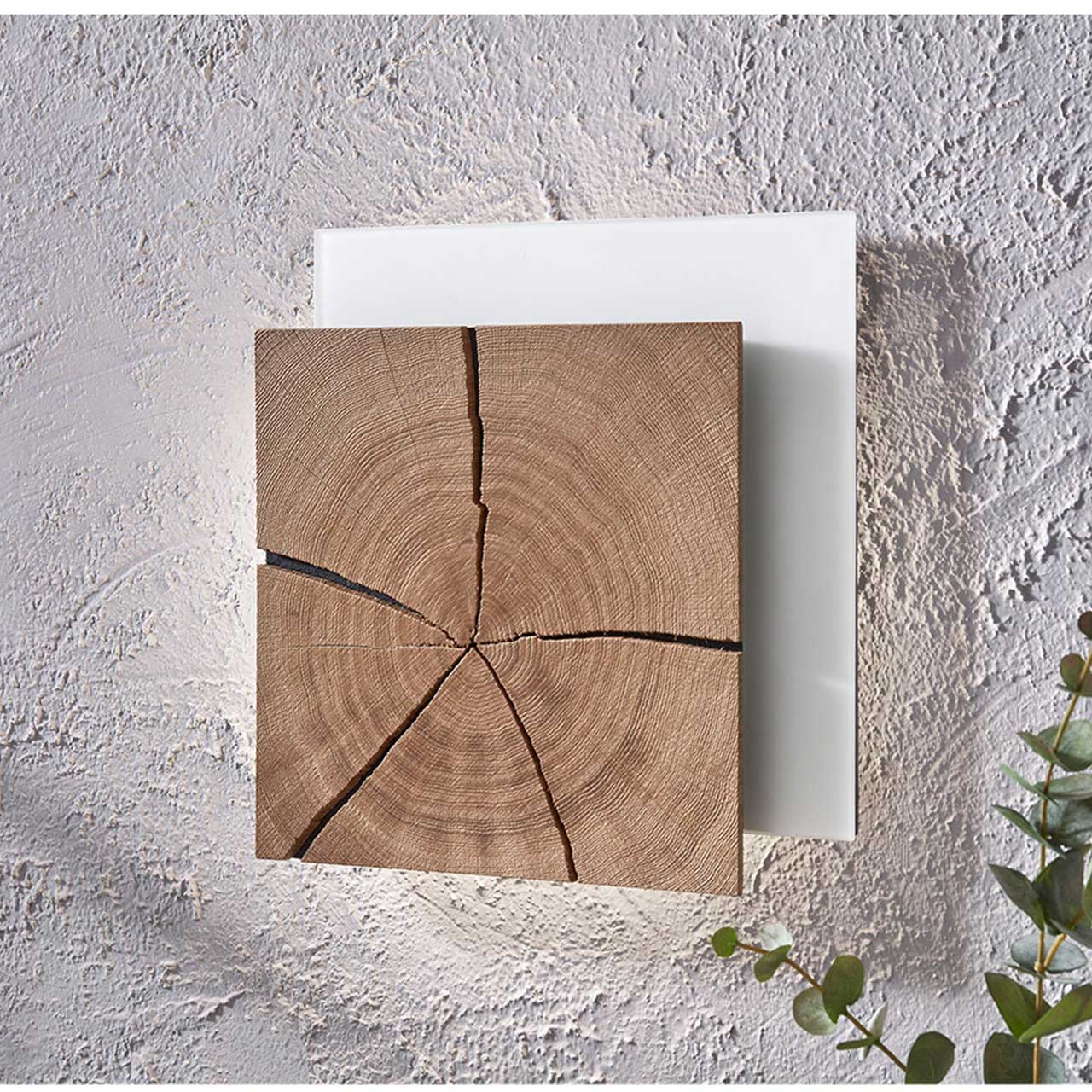Moderne, quadratische Wandleuchte mit Hirnholzfront in heller Kerneiche auf Mattglas weißer Platte. 